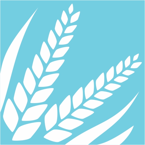 gluten allergie